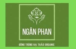 Rượu Đông Trùng Hạ Thảo – Ngân Phan